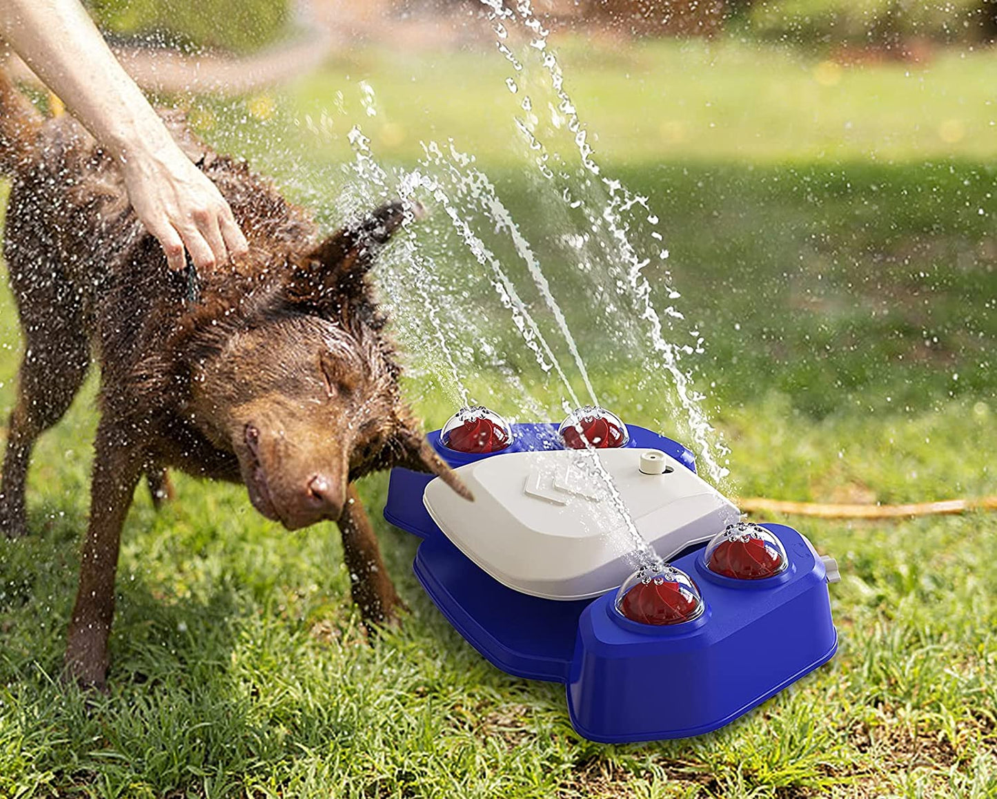 Dog Fountains Outdoor Dog Drinking Water